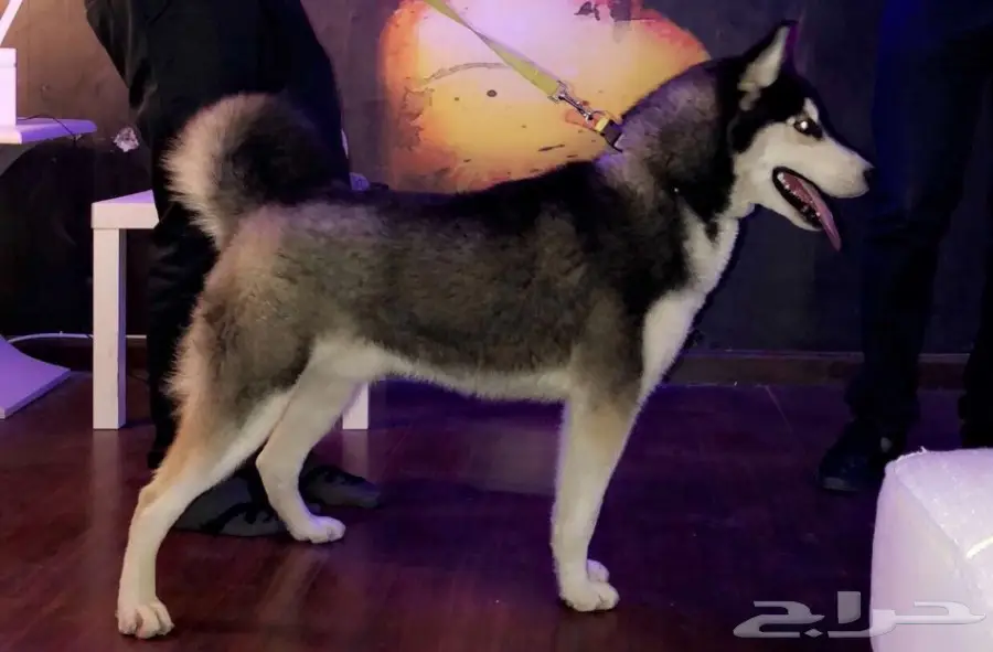 كلب هاسكي عمره 6 شهور (image 2)