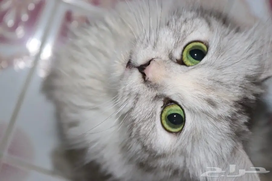 قطه لي البيع بي400 (image 2)