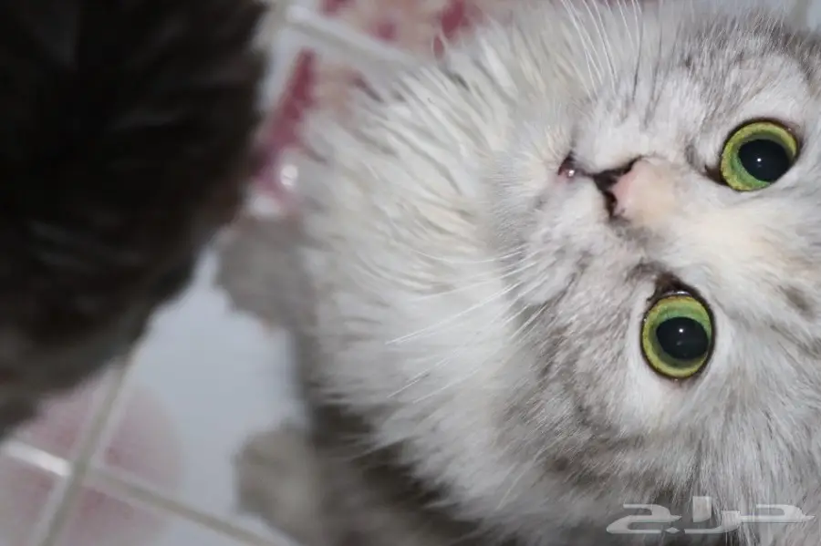 قطه لي البيع بي400 (image 3)