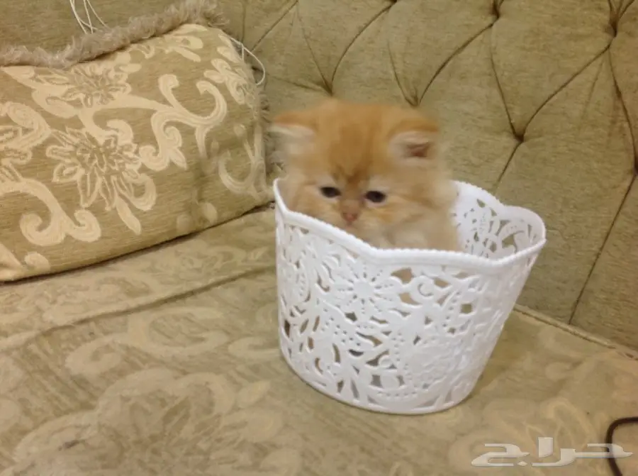 قطط شيرازى بيور