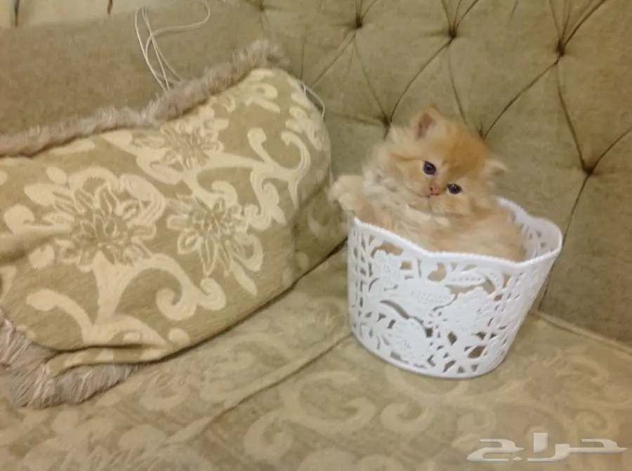 قطط شيرازى بيور (image 2)