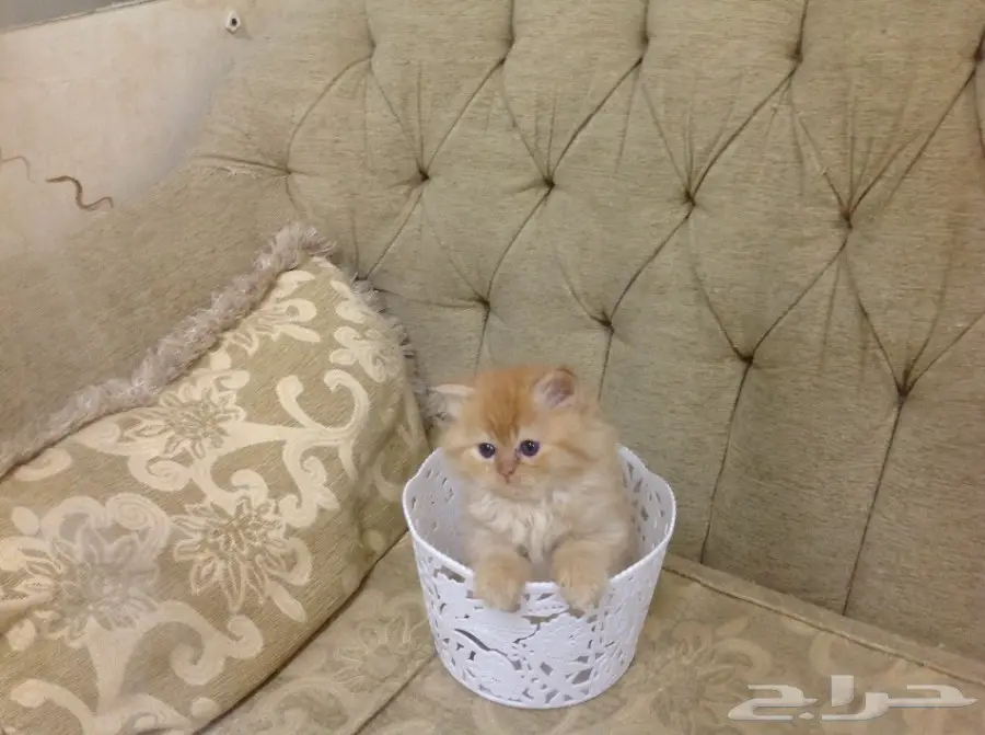 قطط شيرازى بيور (image 3)