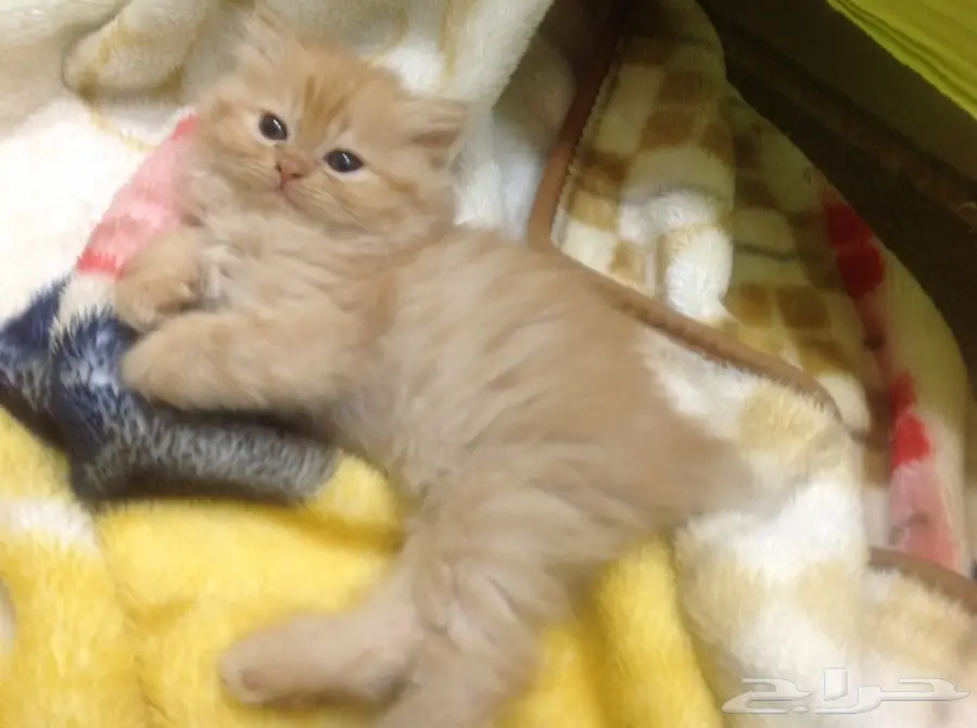 قطط شيرازى بيور (image 6)