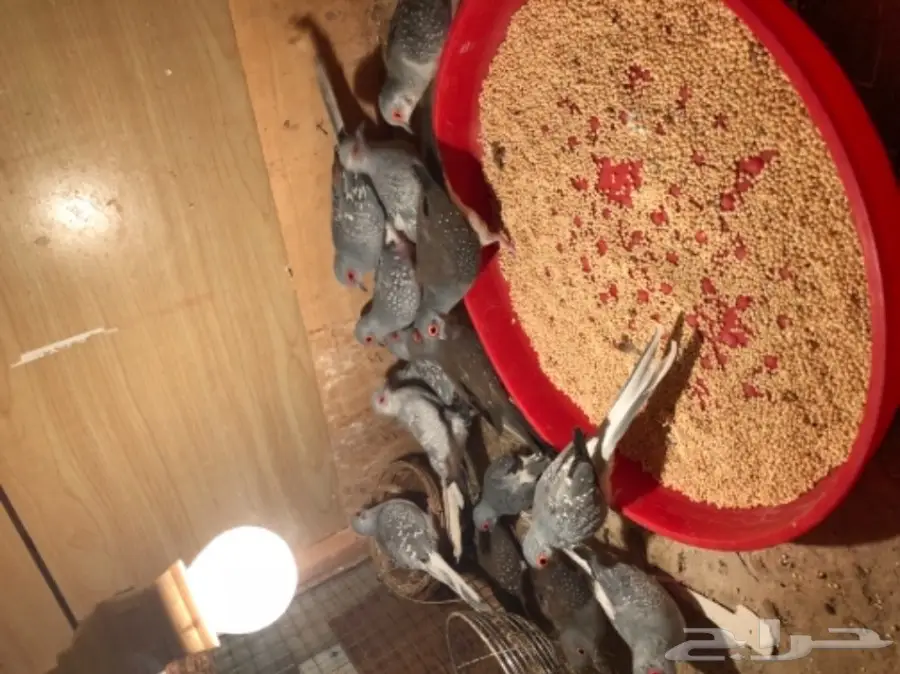 طيور ماسي مميزة - 9 أجواز - للبيع مباشرة (image 1)