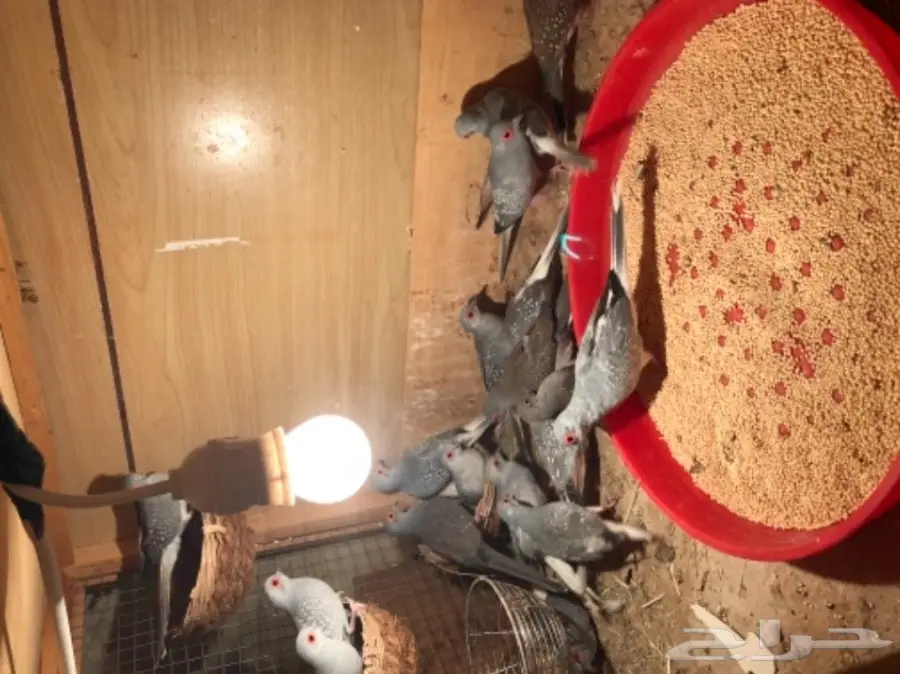 طيور ماسي مميزة - 9 أجواز - للبيع مباشرة (image 3)