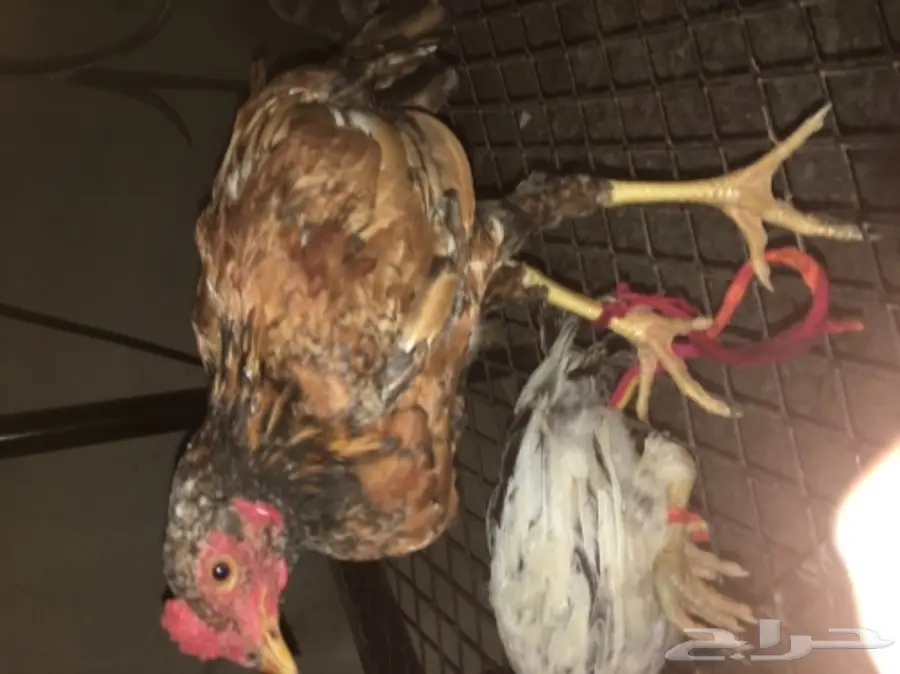 ديوكه ودجاج بلدي