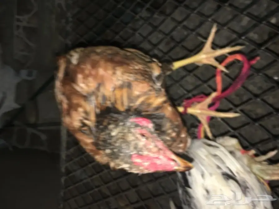 ديوكه ودجاج بلدي (image 1)