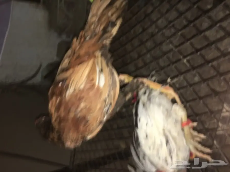 ديوكه ودجاج بلدي (image 2)