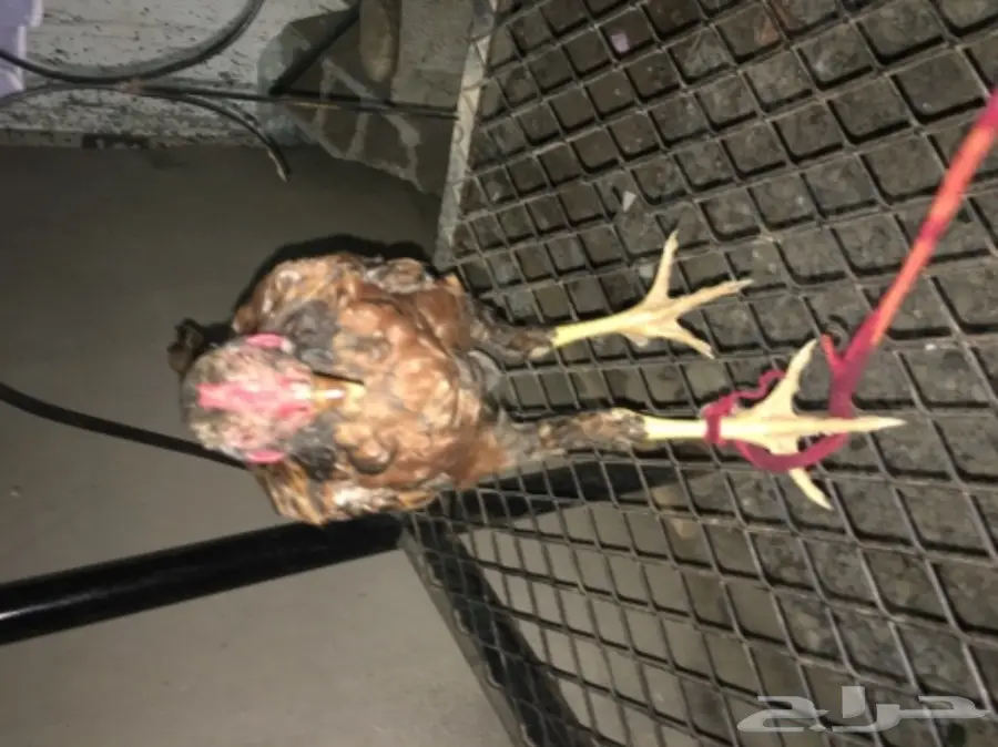 ديوكه ودجاج بلدي (image 3)