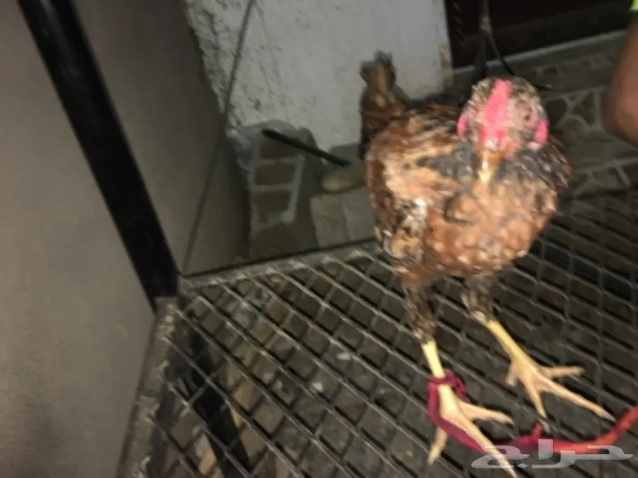 ديوكه ودجاج بلدي (image 4)