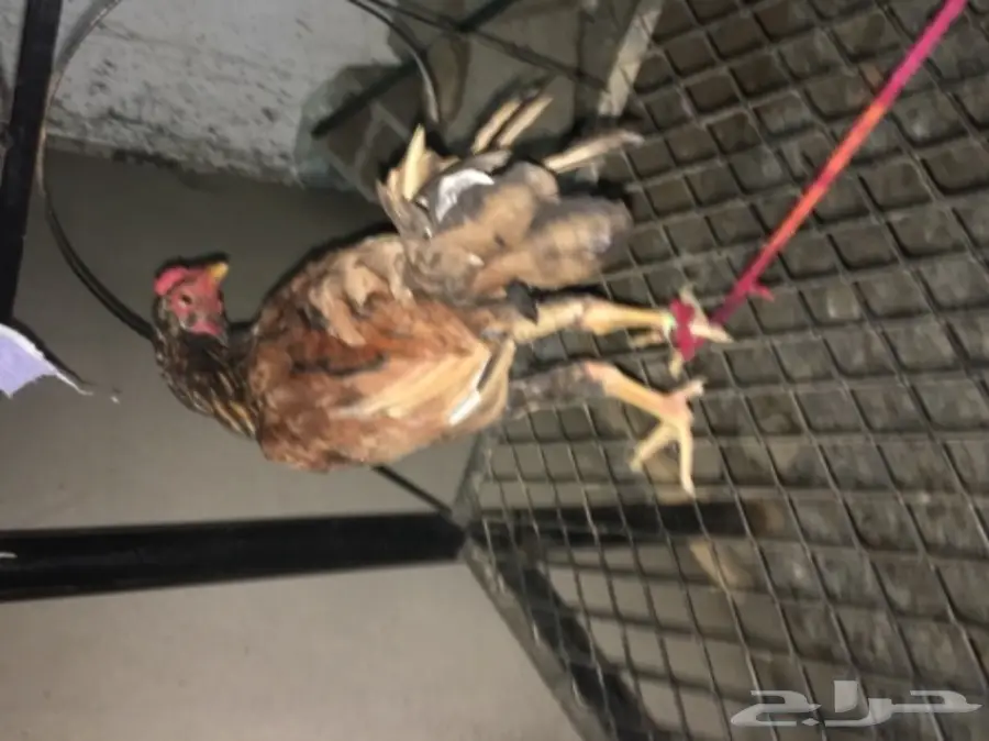 ديوكه ودجاج بلدي (image 5)