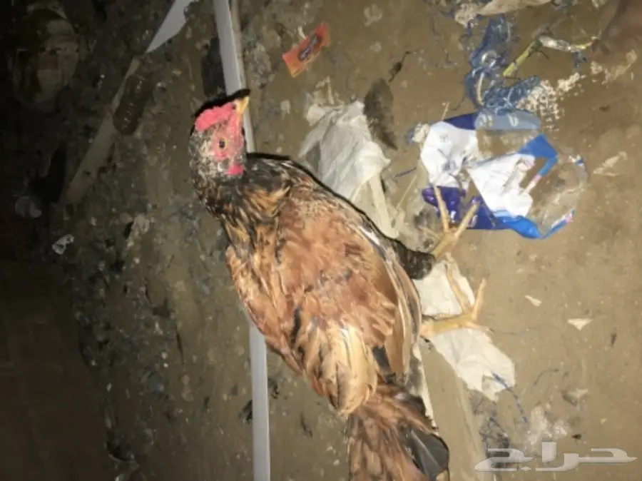ديوكه ودجاج بلدي (image 6)