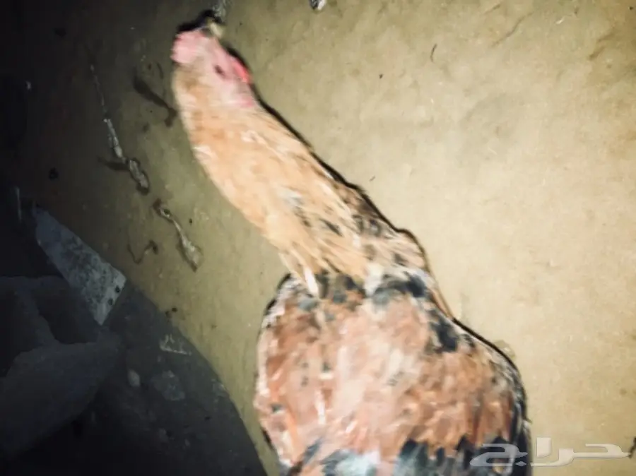 ديوكه ودجاج بلدي (image 8)