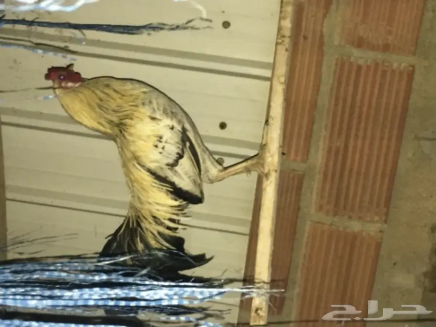 ديوكه ودجاج بلدي (image 10)