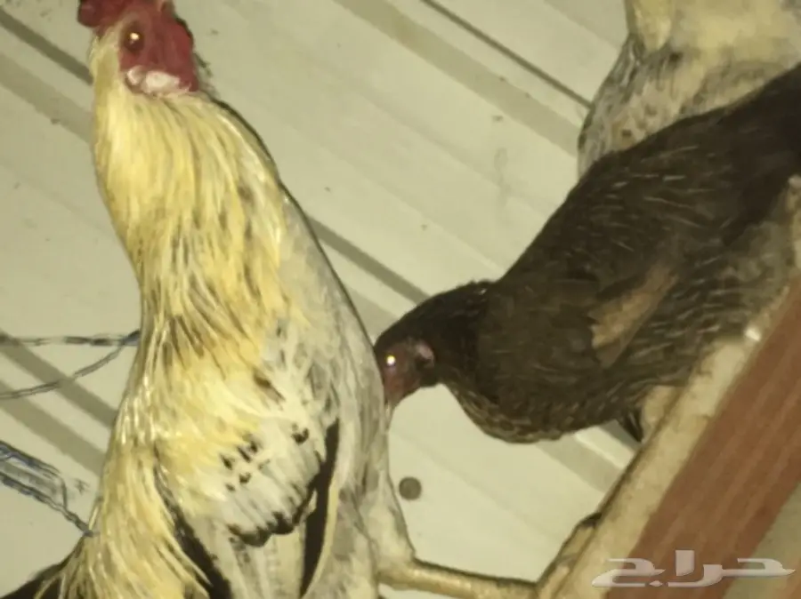 ديوكه ودجاج بلدي (image 11)