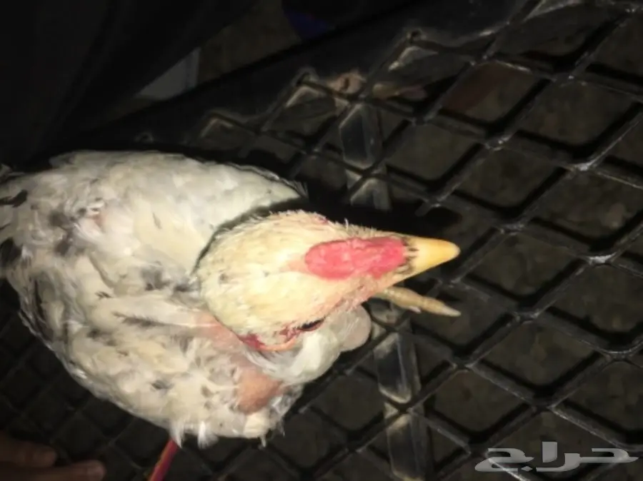 ديوكه ودجاج بلدي (image 12)
