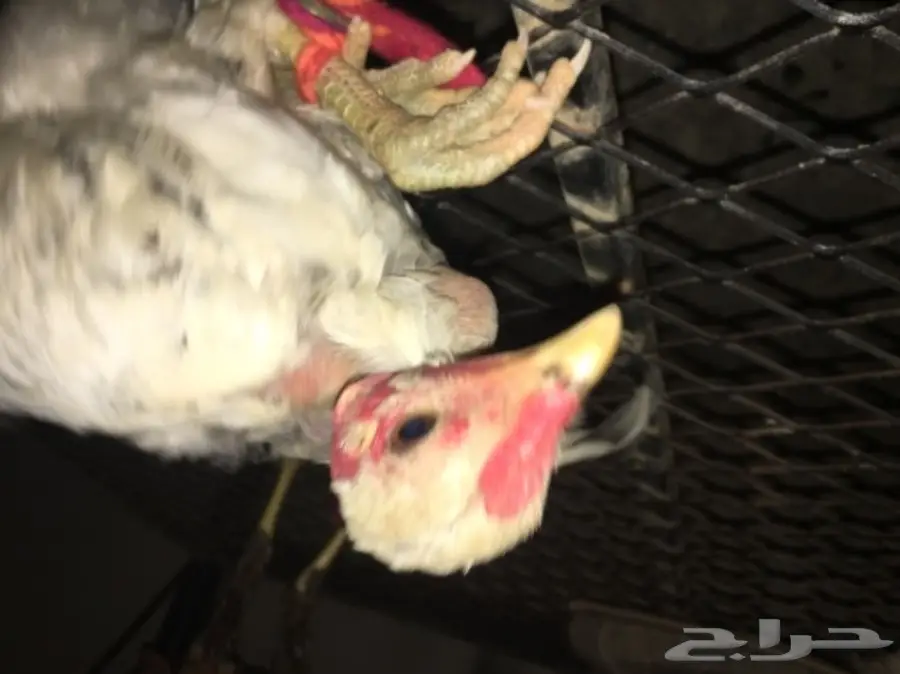 ديوكه ودجاج بلدي (image 13)