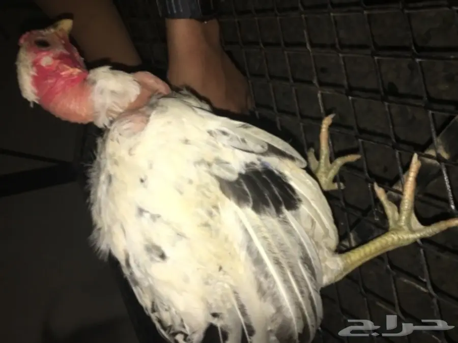 ديوكه ودجاج بلدي (image 14)