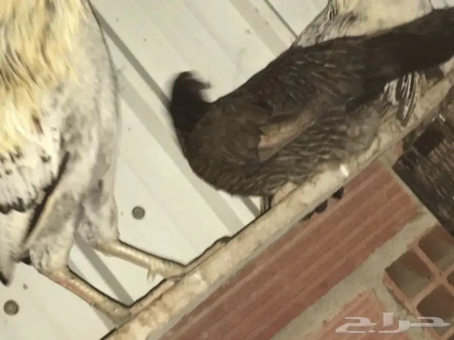 ديوكه ودجاج بلدي (image 15)