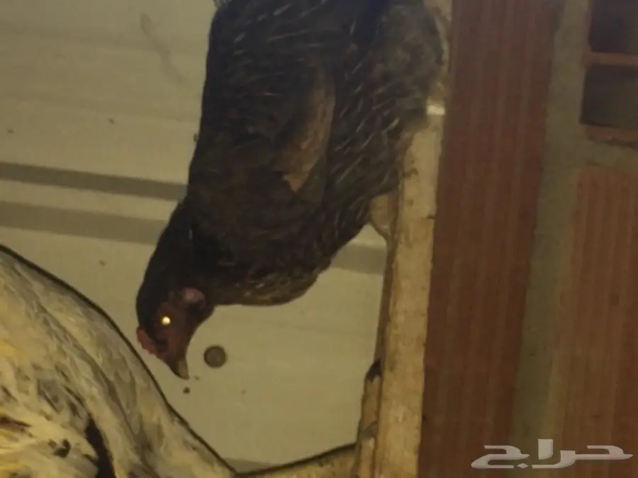 ديوكه ودجاج بلدي (image 16)