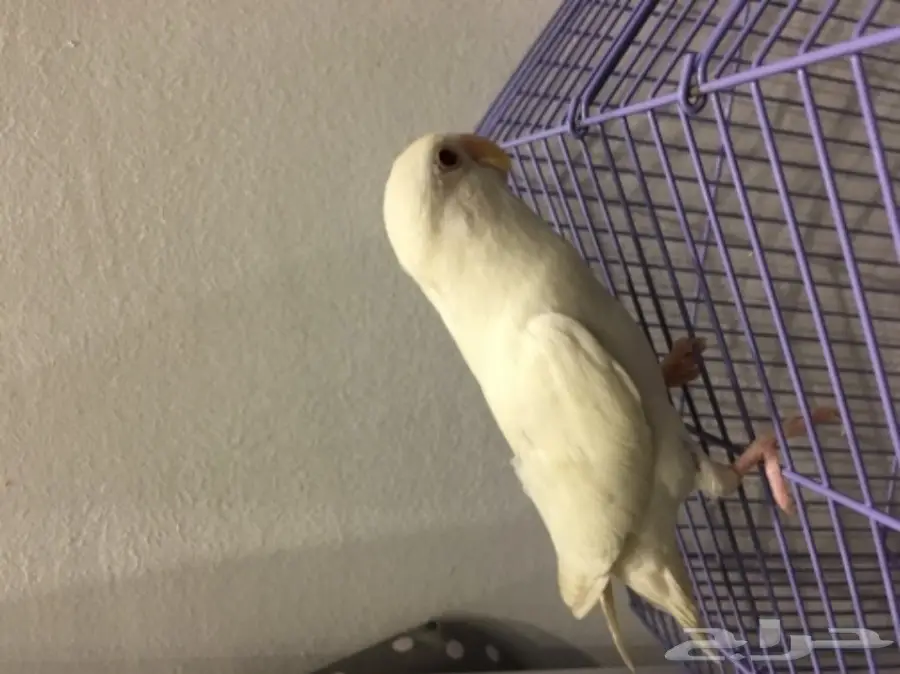 روز البينو (image 1)