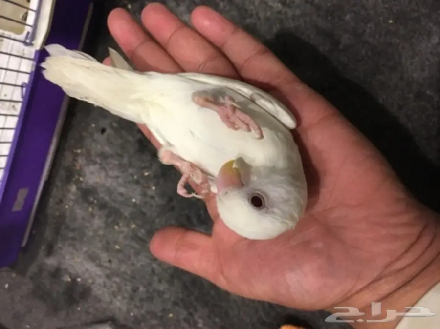 روز البينو (image 2)