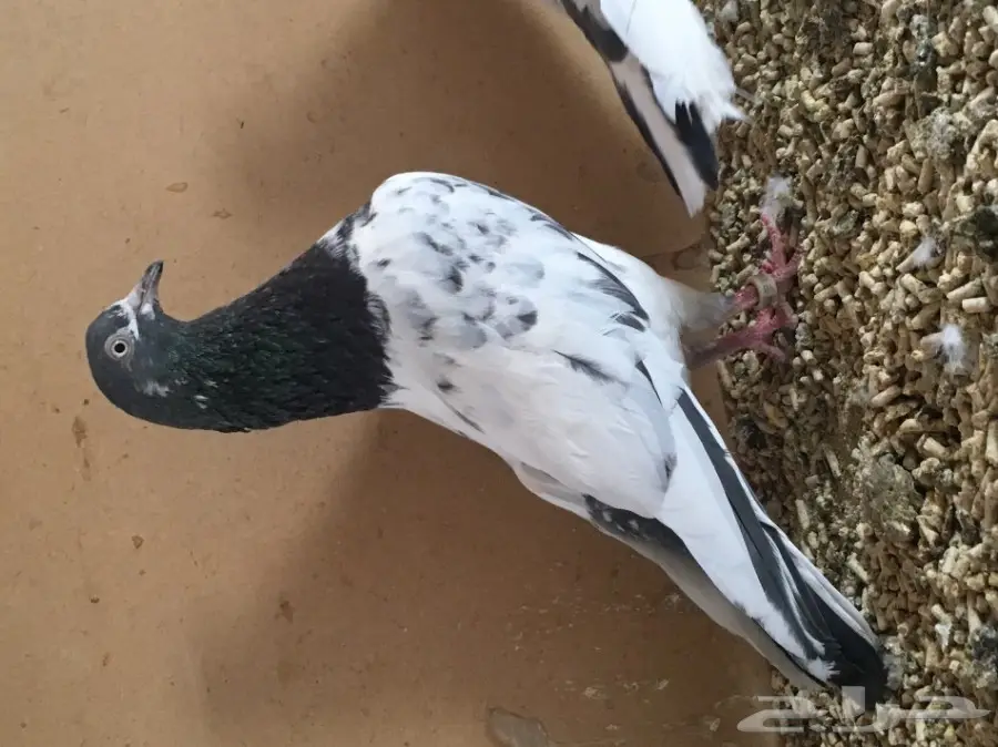 للبيع جوز تيدي بيور منتج (image 1)