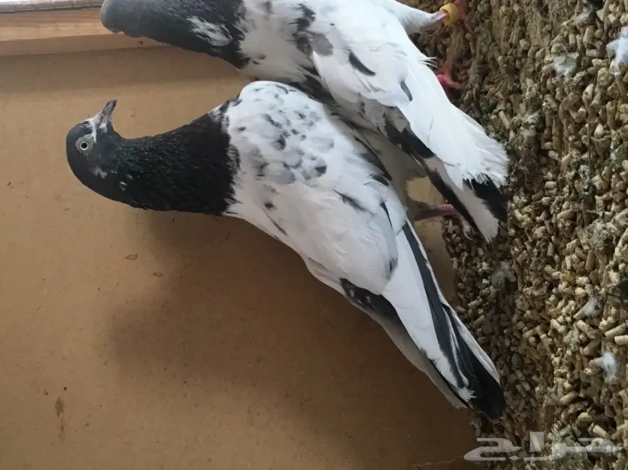 للبيع جوز تيدي بيور منتج (image 2)