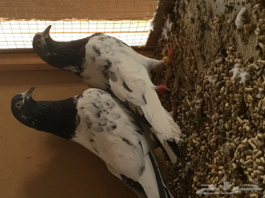 للبيع جوز تيدي بيور منتج (image 3)