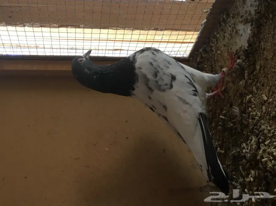 للبيع جوز تيدي بيور منتج (image 4)