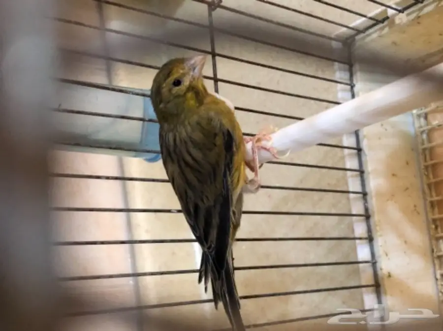 كناري مغرد شرررط - تصفية  (image 1)