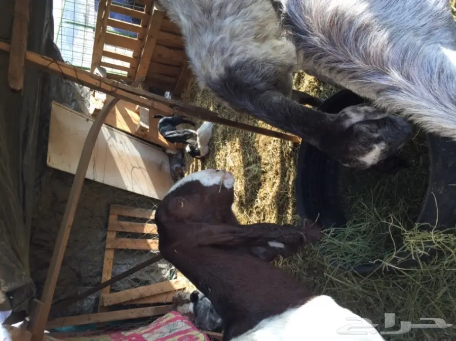 معزا للبيع او بدل برخال او طليان (image 1)