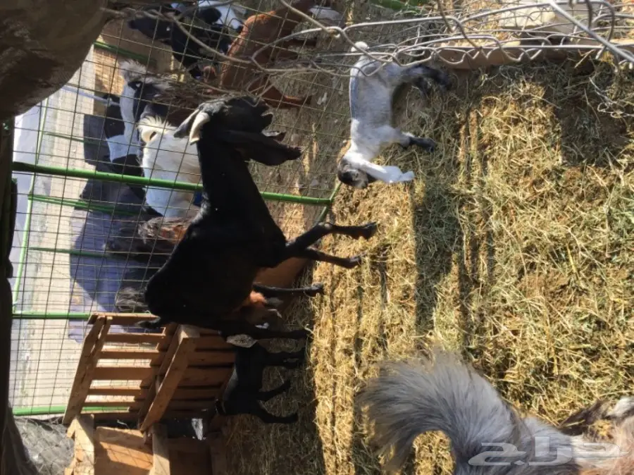 معزا للبيع او بدل برخال او طليان (image 2)