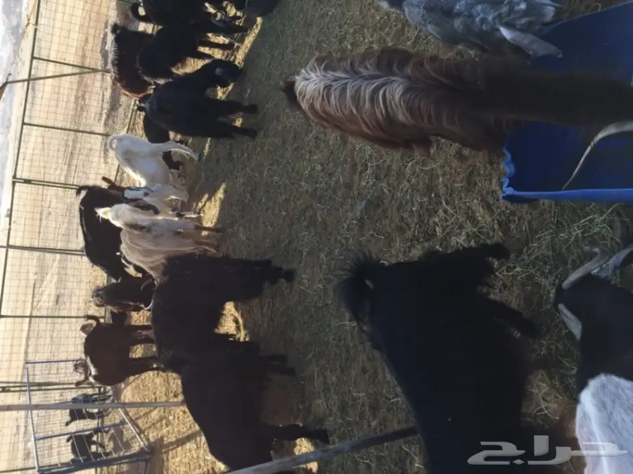 معزا للبيع او بدل برخال او طليان (image 3)