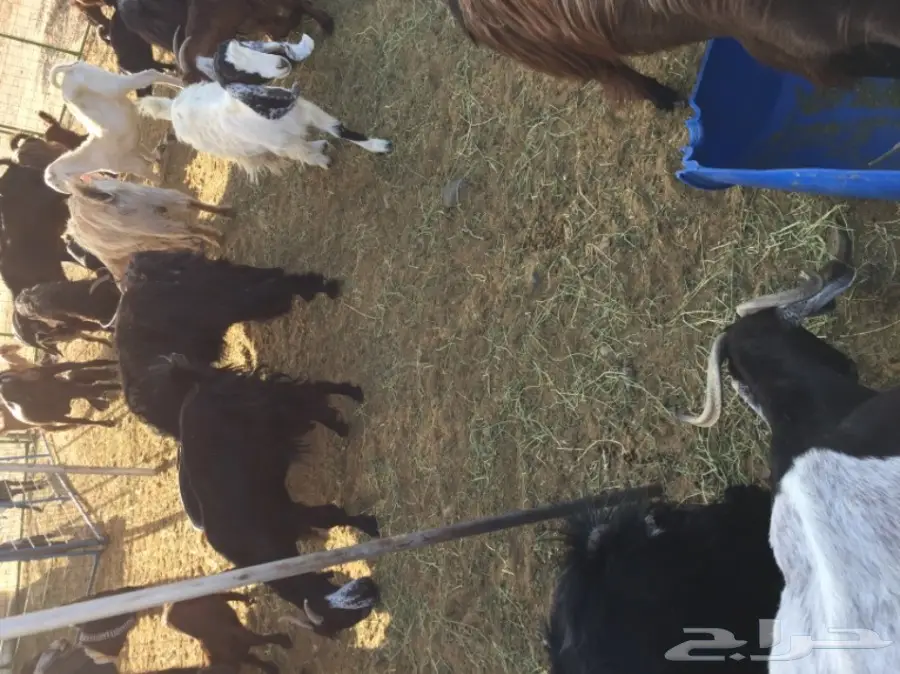 معزا للبيع او بدل برخال او طليان (image 4)