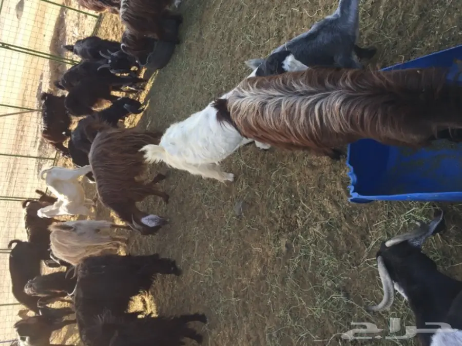 معزا للبيع او بدل برخال او طليان (image 5)