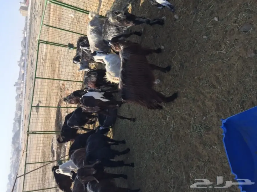 معزا للبيع او بدل برخال او طليان (image 9)