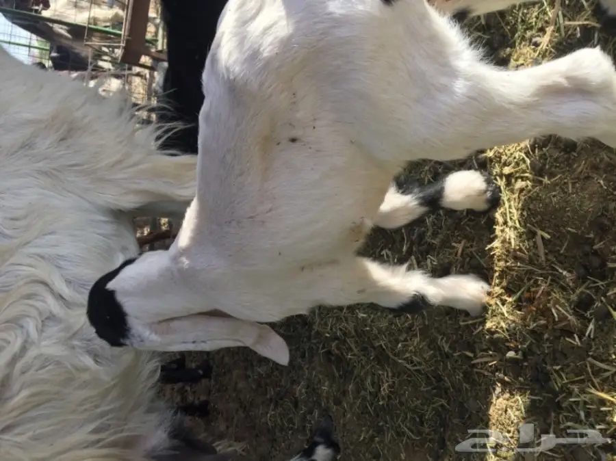 معزا للبيع او بدل برخال او طليان (image 12)