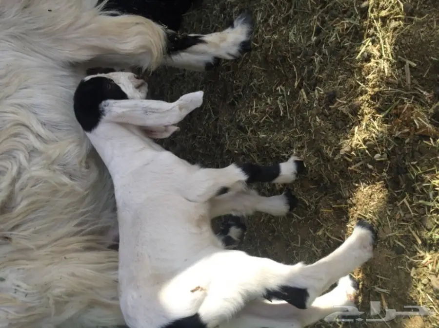 معزا للبيع او بدل برخال او طليان (image 13)