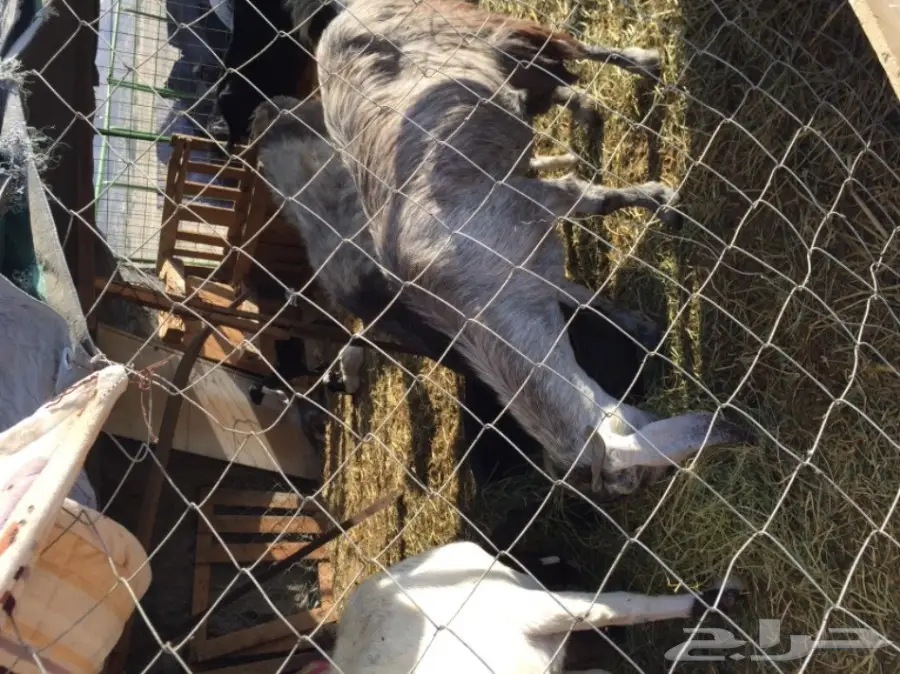 معزا للبيع او بدل برخال او طليان (image 14)