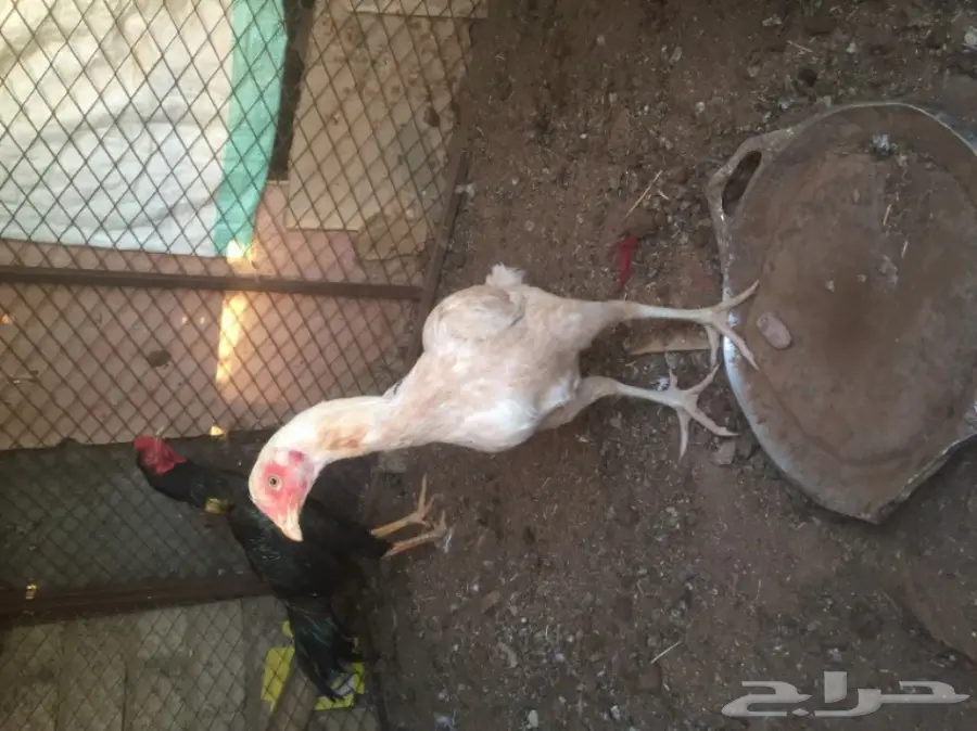 دجاج باكستاني أصيل - إنتاج ممتاز!