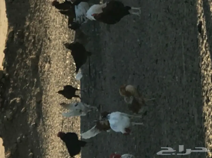 دجاج بلدي (image 1)