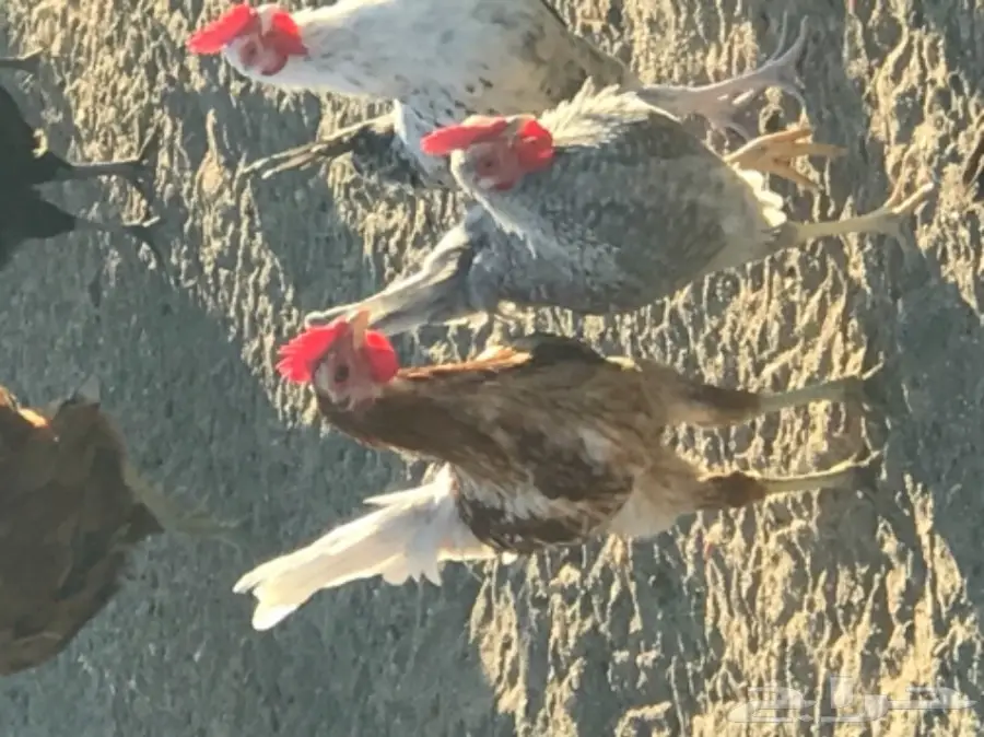 دجاج بلدي (image 2)