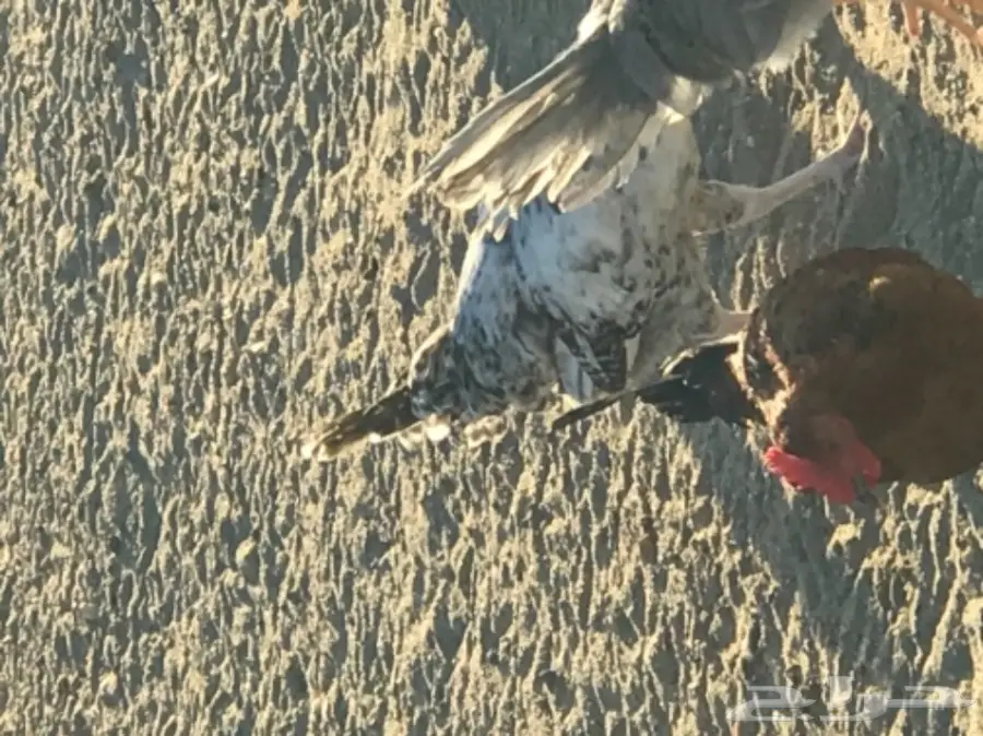 دجاج بلدي (image 3)