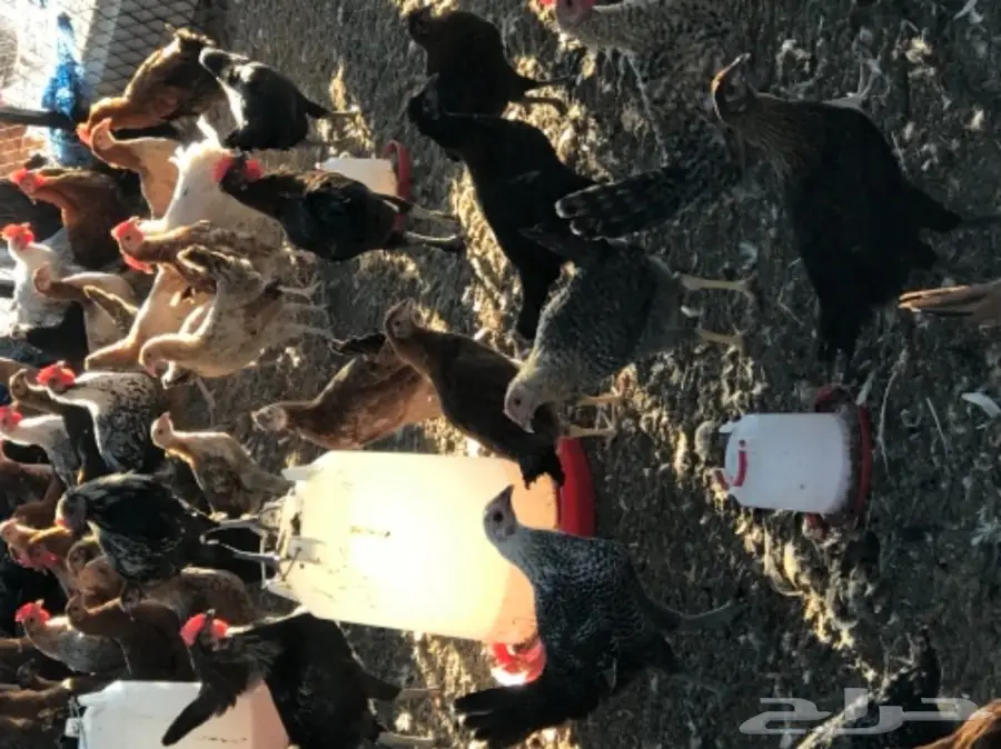 دجاج بلدي (image 4)