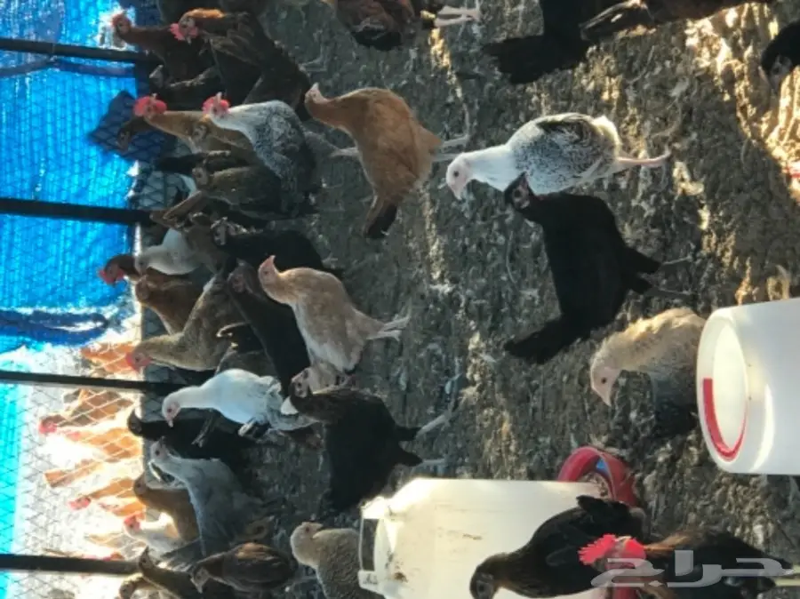 دجاج بلدي (image 5)