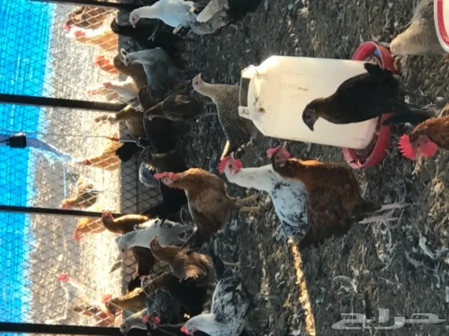 دجاج بلدي (image 6)