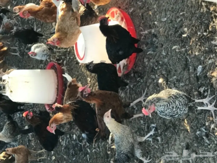 دجاج بلدي (image 8)