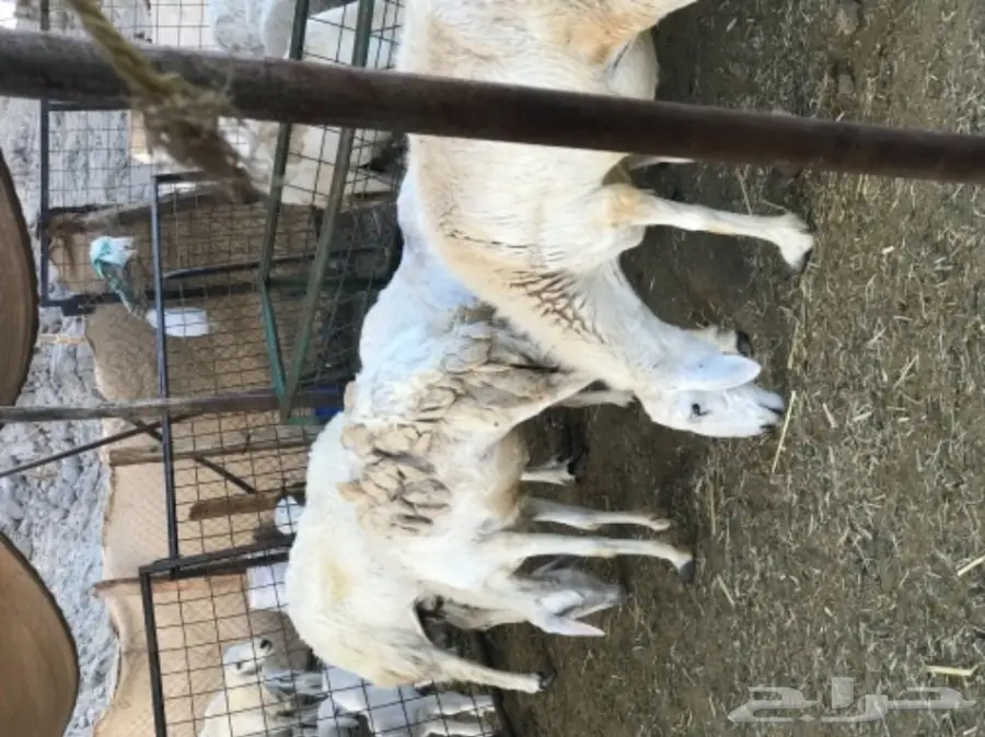 غنم حريات مقاني (image 9)