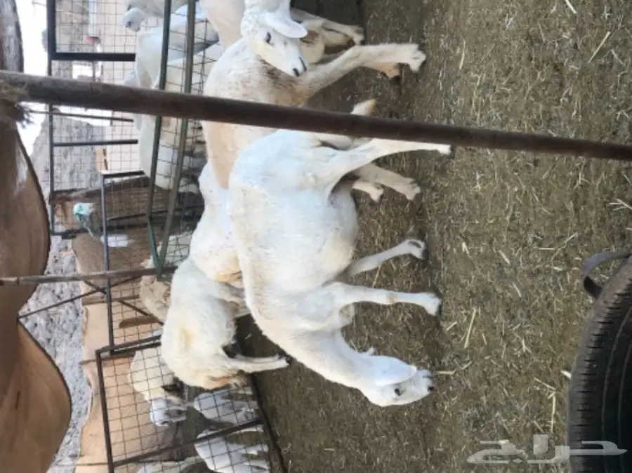 غنم حريات مقاني (image 10)